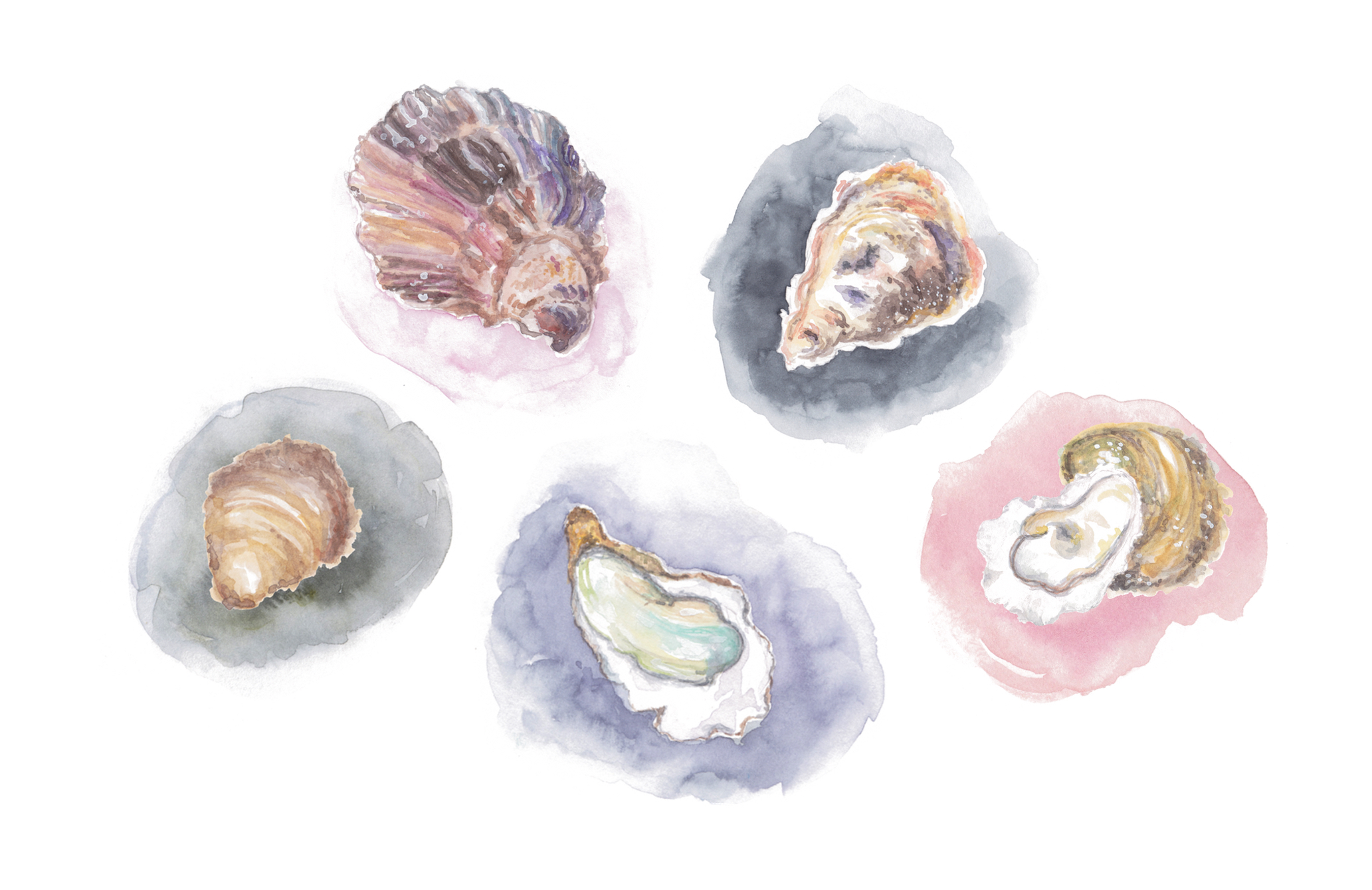 The five different types of oysters available in New York.