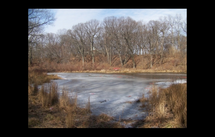 Strack Pond in Forest Park Queens