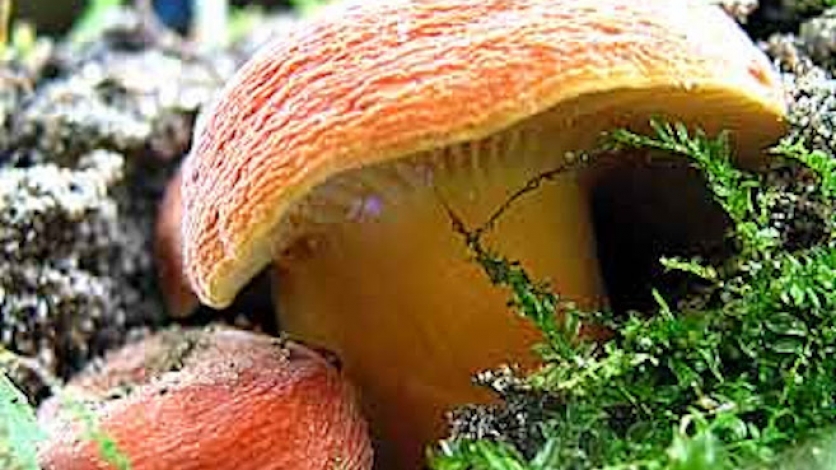 Mushroom Foraging in Forest Park with Wildman Steve Brill.