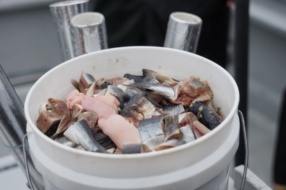 A bucket of chum on a fishing boat in Resurrection Bay in Alaska.