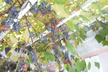 The fall grape harvest at the Voelker Orth Museum in Queens, New York.