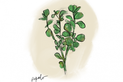 Papalo, a Mexican herb resembling watercress, used at Leti Bakery in Corona, Queens.