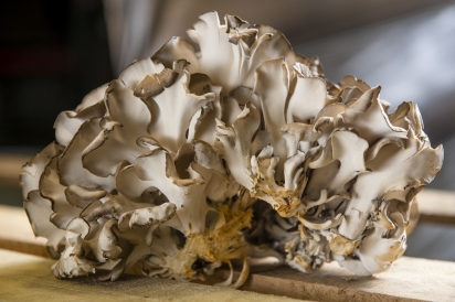 A luminous maitake mushroom, also known as the “hen of the woods” mushroom.