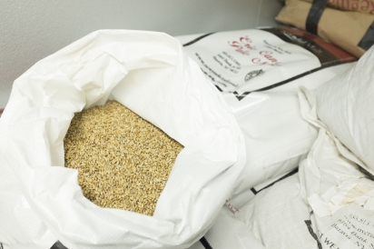 Raw barley ready to be brewed in Queens, New York.