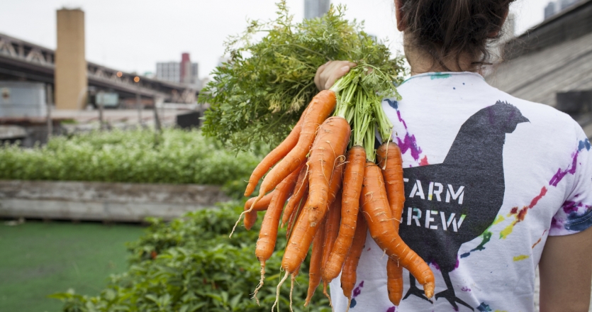 Rikki Gunton with carrots at Hellgate Farm in Queens, New York.