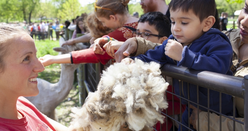 Kids learning about wool at Queens County Farm.