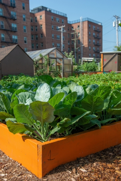 Raised beds at the farm in Rockaway, Queens.