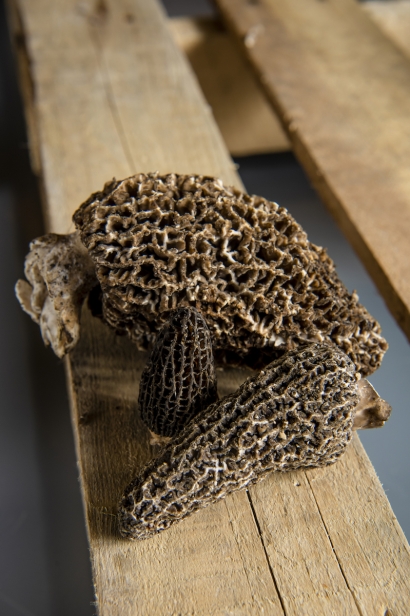 Morels, meaty mushrooms prized for their unique, nutty flavors from Regalis Foods.