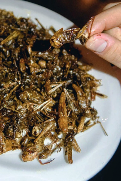 Fried grasshoppers at Playground Bar’s in Jackson Heights.