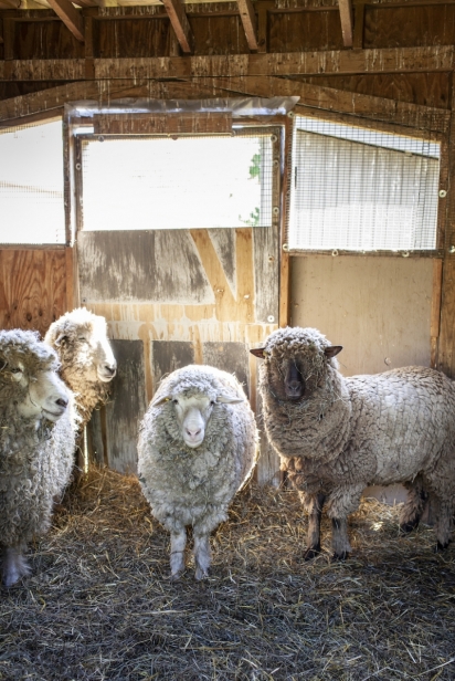 Sheep at Queens County Farm