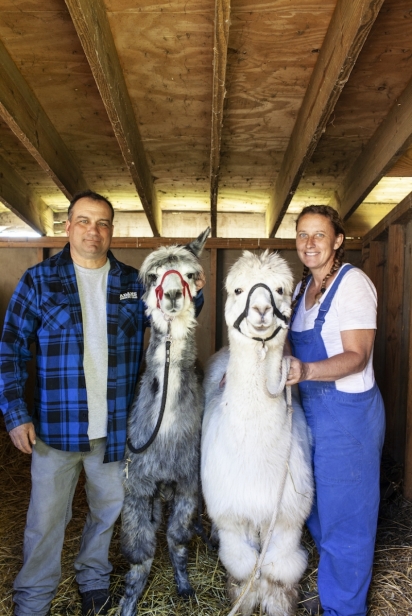 Alpacas are a popular attraction at the farm.