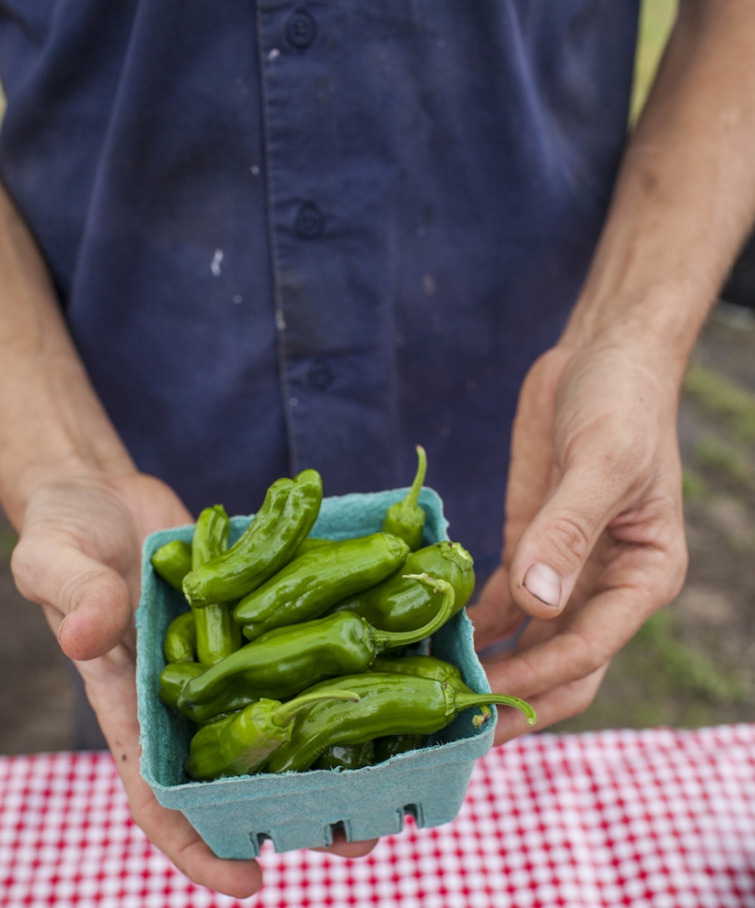 Just-picked shishito peppers at Hellgate Farm in Queens, New York.